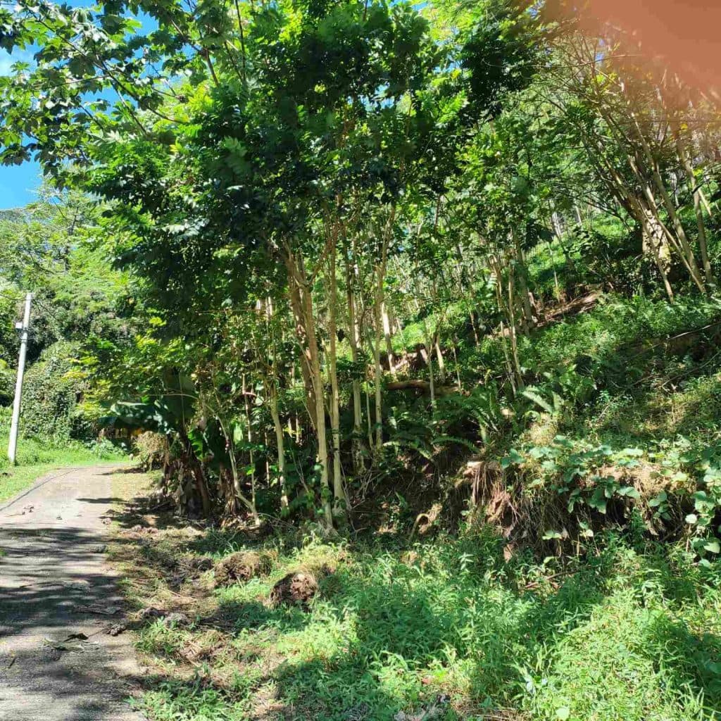 Papenoo – Terrain constructible 1000m² PK15 – photo 2