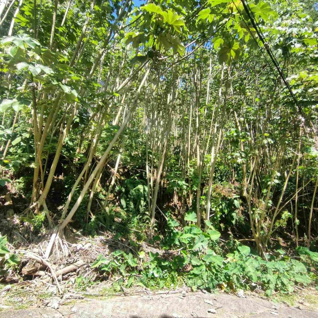 Papenoo – Terrain constructible 1000m² PK15 – photo 3