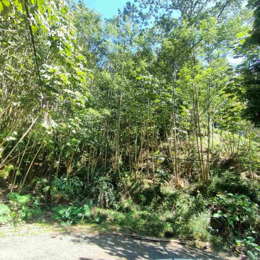 Papenoo – Terrain constructible 1000m² PK15 – photo 4