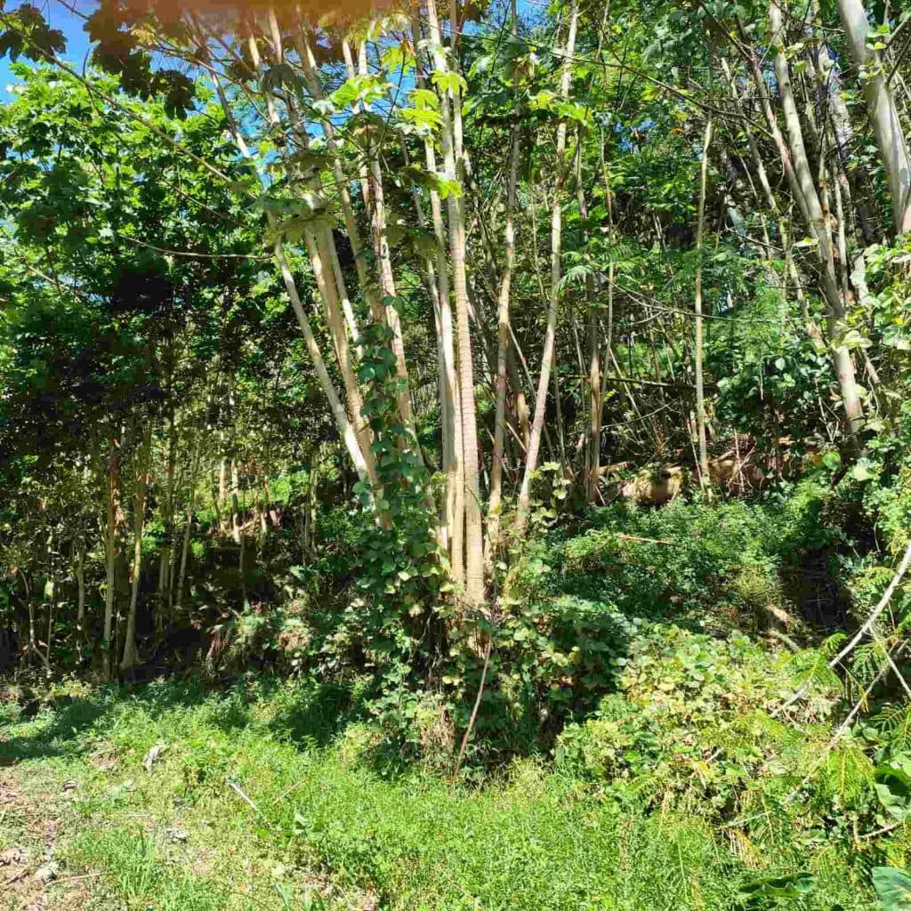 Papenoo – Terrain constructible 1000m² PK15 – photo 5