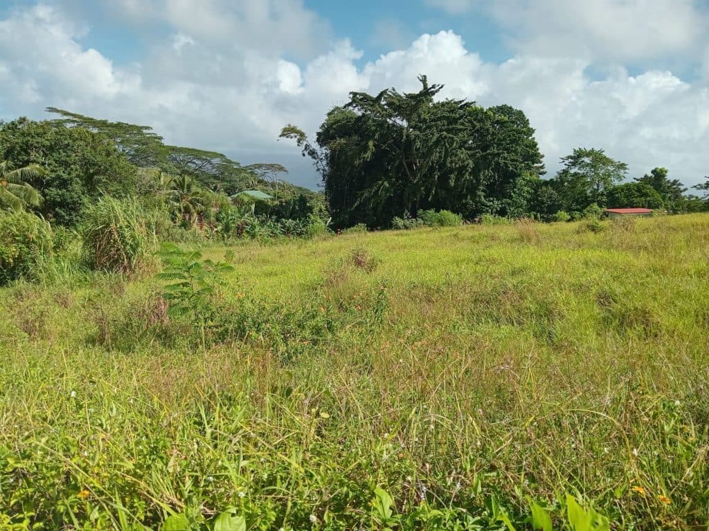 Terrain à vendre Taiarapu-Est – photo 4