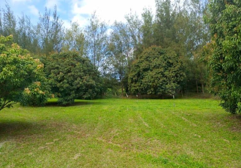 ILES AUSTRALES – TUBUAI: Terrain plat , non viabilisé, de 2800 m2 , 16 017 000 XPF. – photo 2