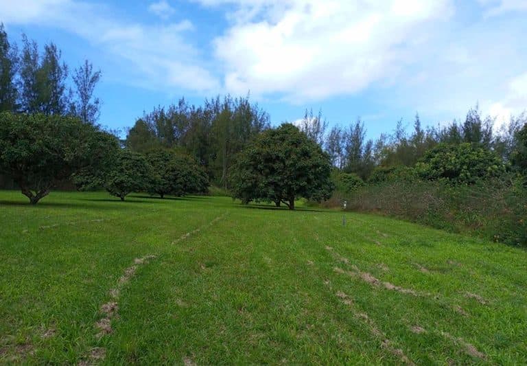 ILES AUSTRALES – TUBUAI: Terrain plat , non viabilisé, de 2800 m2 , 16 017 000 XPF. – photo 3