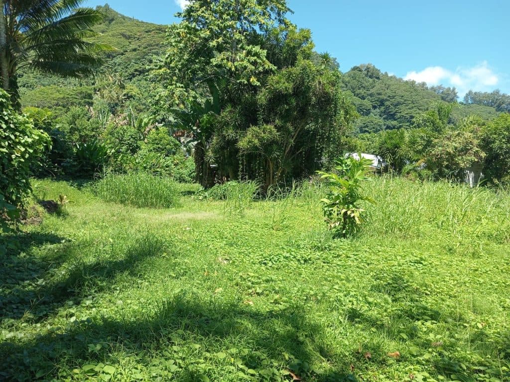 Taiarau Est – Afaahiti – Terrain constructible de 4033 ² Bord de Mer – photo 2