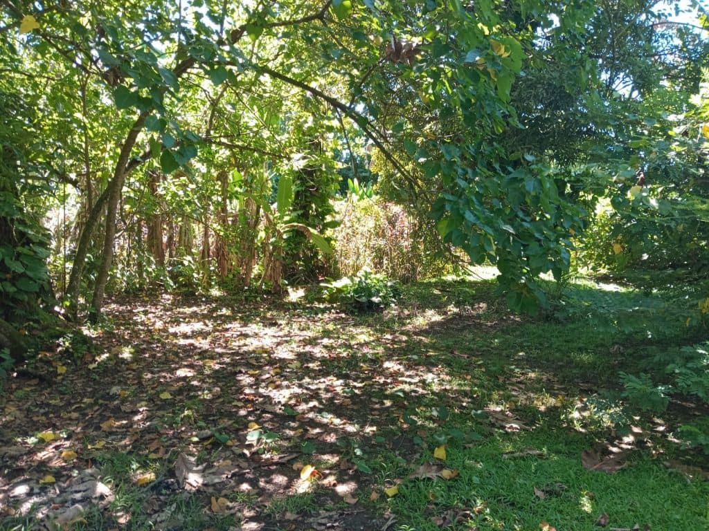 Taiarau Est – Afaahiti – Terrain constructible de 4033 ² Bord de Mer – photo 4