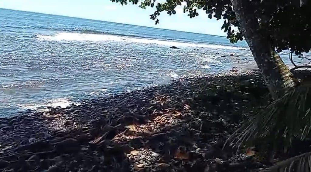Taiarau Est – Afaahiti – Terrain constructible de 4033 ² Bord de Mer – photo 5