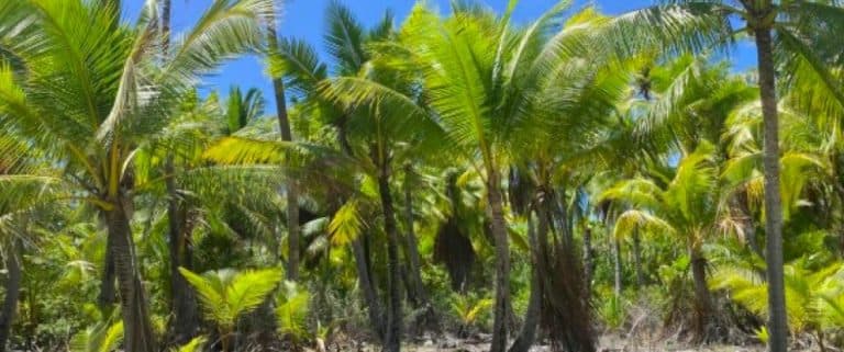 RANGIROA : Terrain plat bord de lagune ( côté récif) de 4000 m2, accés par le lagon exclusivement, 5.6M